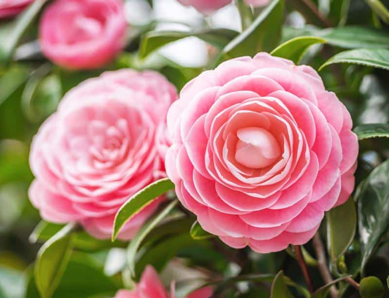 Camellias With Roses Shape 2