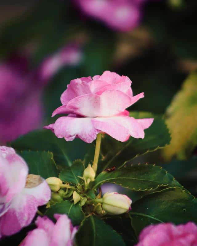 Double Impatiens With Roses Shape 1