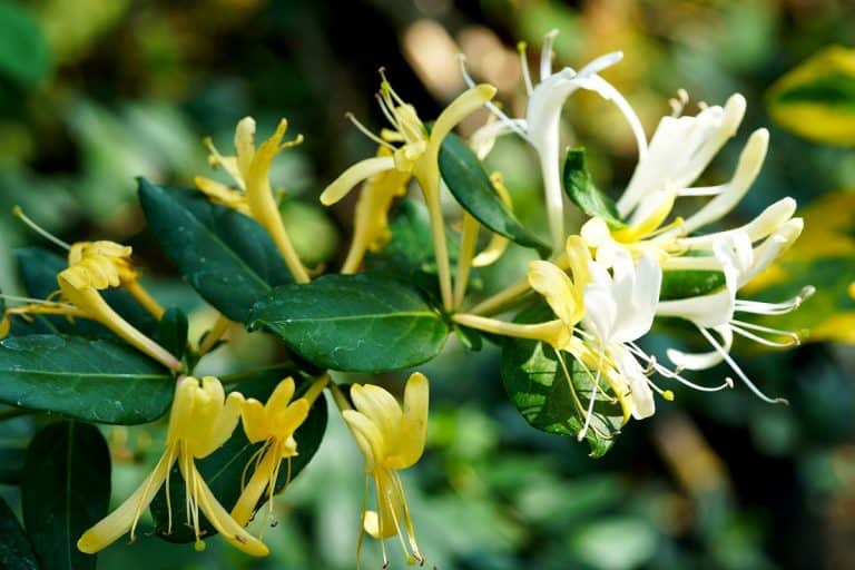 The Meaning of Honeysuckle: A Symbol of Serenity