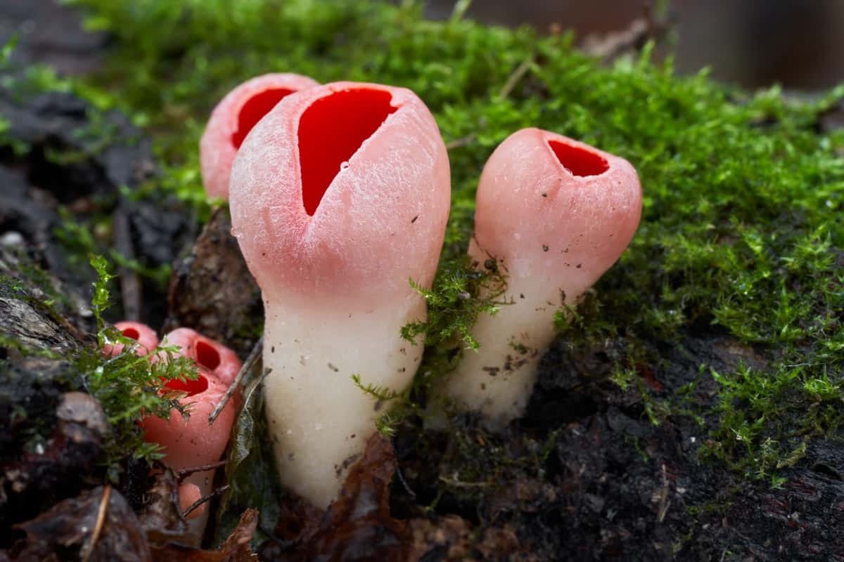 Mushrooms That Look Like Flowers