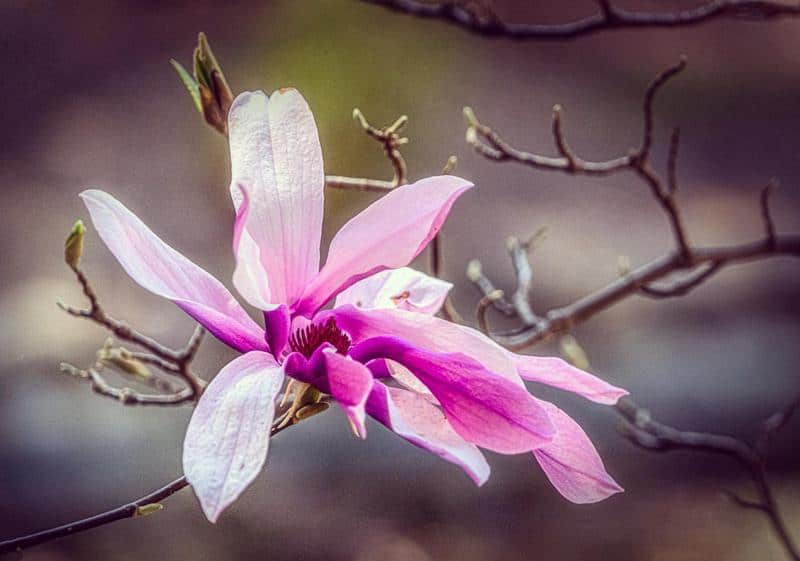 Purple Lily Magnolia 1