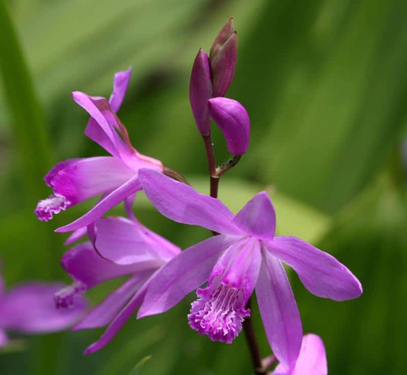 Purple Orchid Tree 2