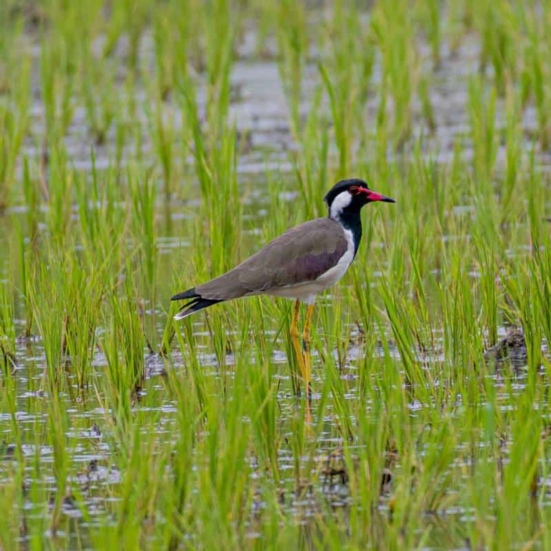 Red-Wattled Lapwing
