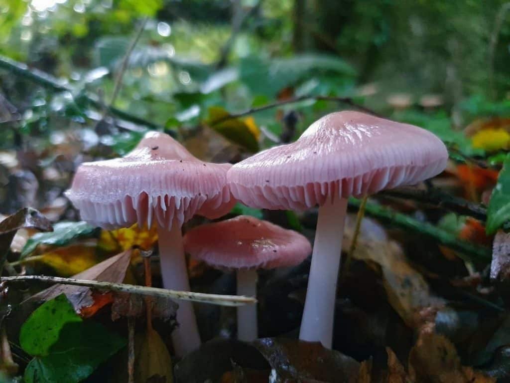 Rosy Bonnet Mushroom