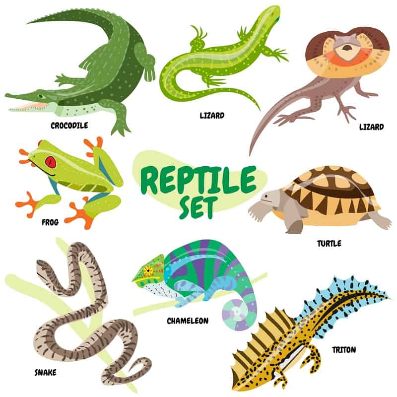 Set of cold-blooded reptiles