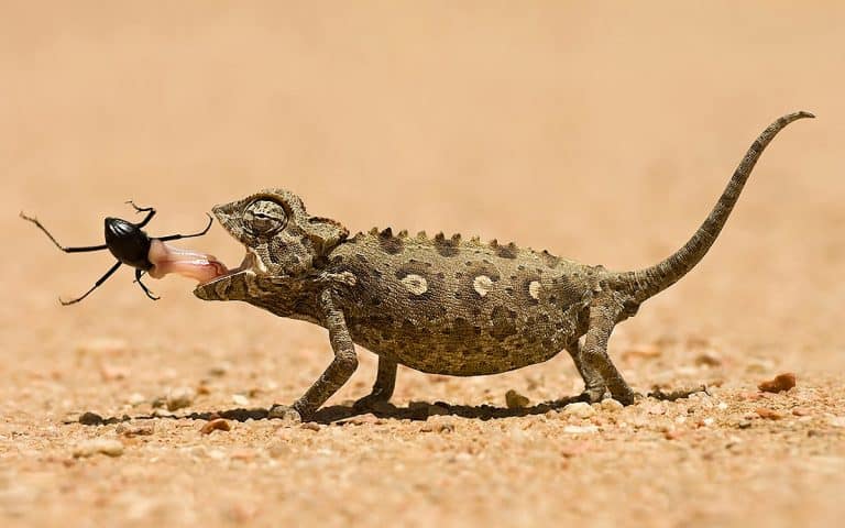 What Do Lizards Eat in the Desert (How Can They Survive With So Little Sustenance)