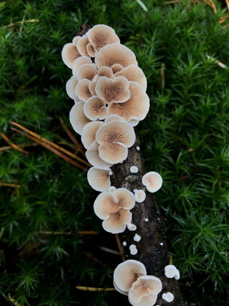 Why Are There Mushrooms That Look Like Flowers?