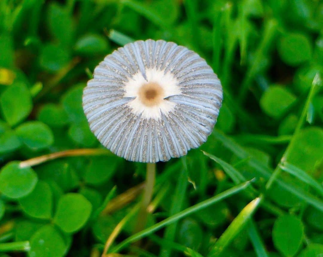 cute blue flower mushroom