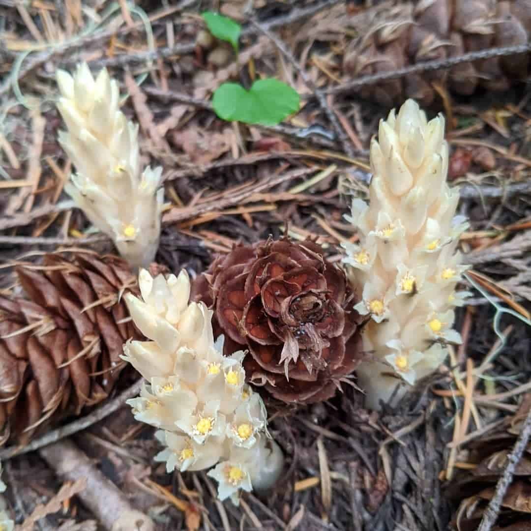 flowers that look like mushroom