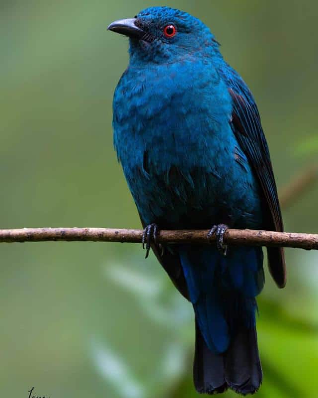 Asian Fairy-Bluebird