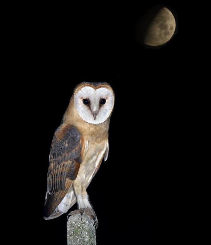 Barn owl—31-32 days