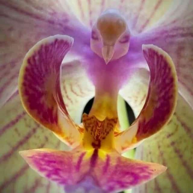 Bird Head Orchid