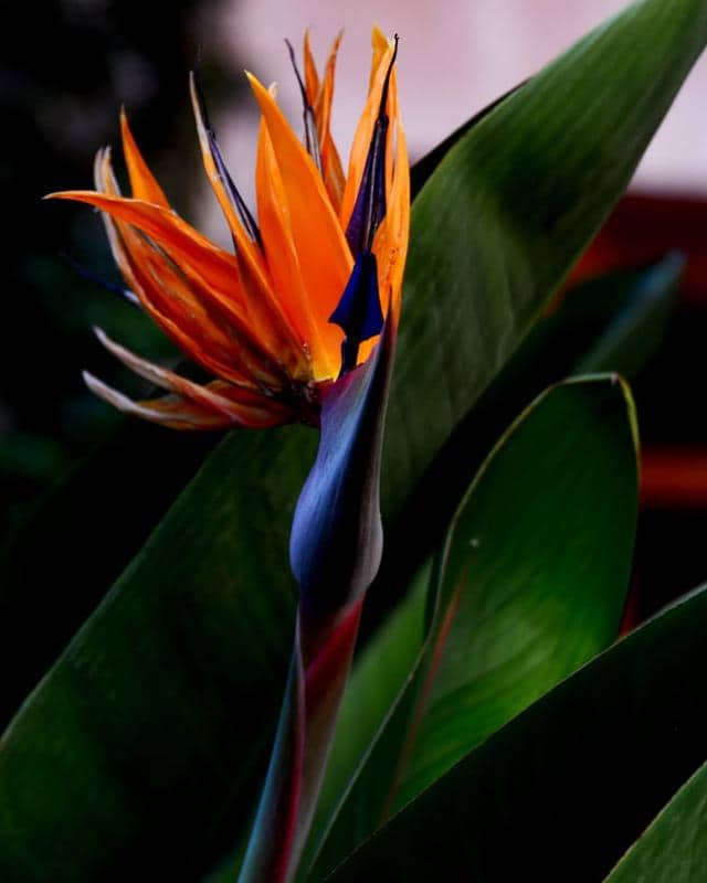 Bird of Paradise Flowers That Symbolize Mother’s Day