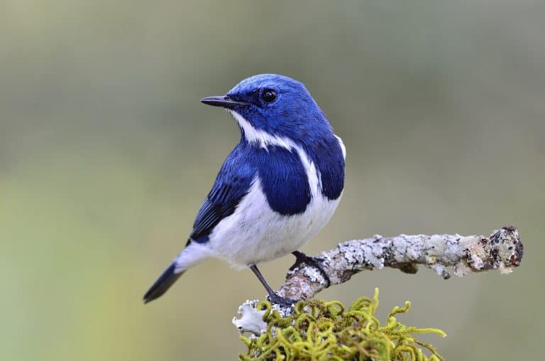 9 Birds With Blue Feathers: Wonder And Spectacle