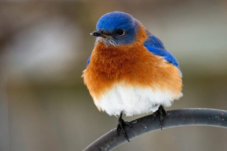 Introducing 15 Birds With Eye-catching Orange Chests