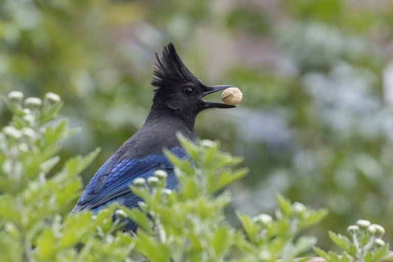 14 Birds With Tufted Heads: Avian “Hair” Style, Made By Mother Nature