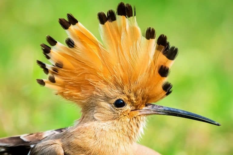 10 Birds with Magnificent Mohawks Every Colour of the Rainbow