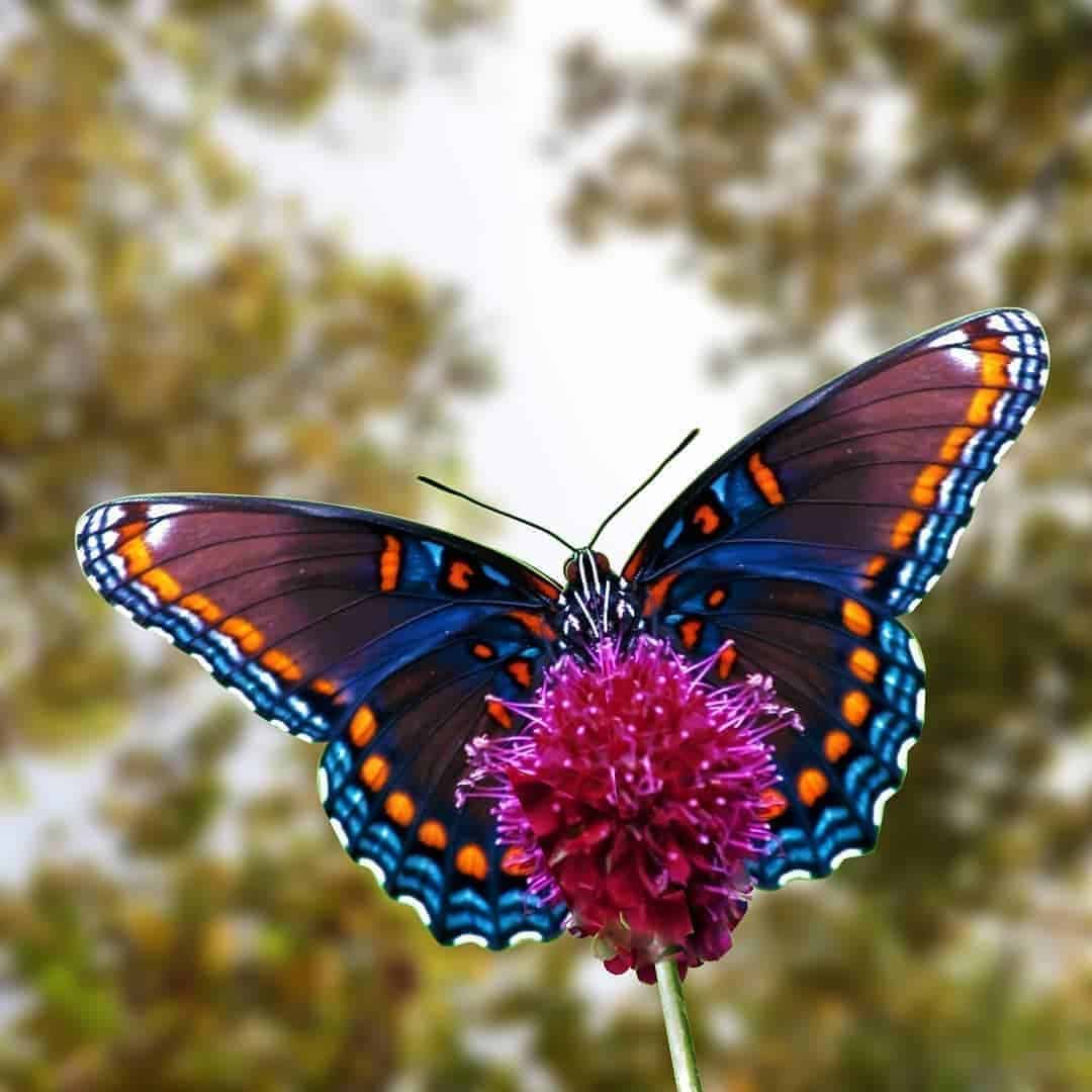 Butterflies and Their Source of Food