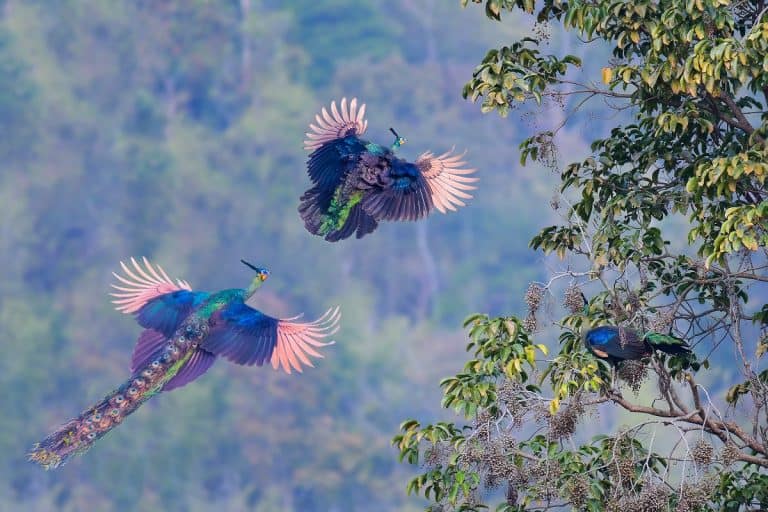 Can Peacocks Fly: The Secret of Peacock Wings