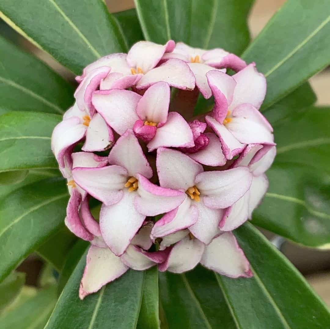 Daphne Flower