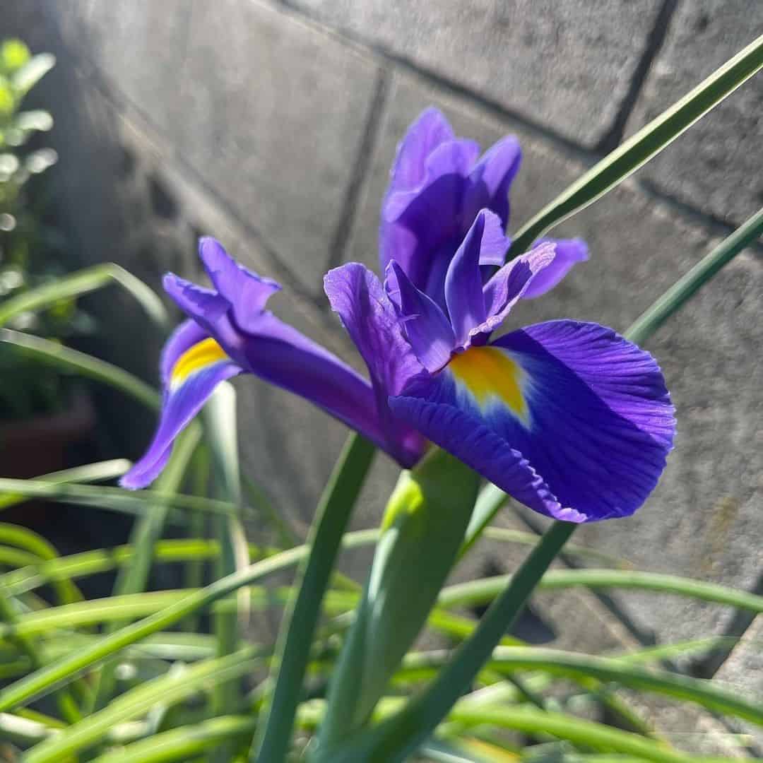 Dutch Iris Flower