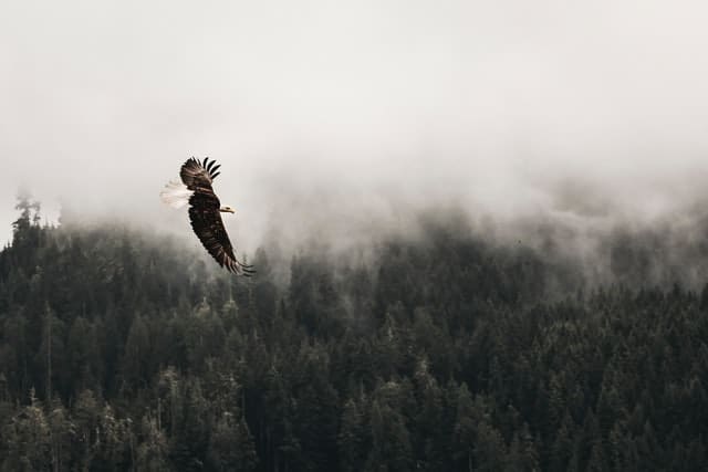 Eagle vs Falcon vs Hawk: Identifying and Comparing (Ultimate Guide 2022)