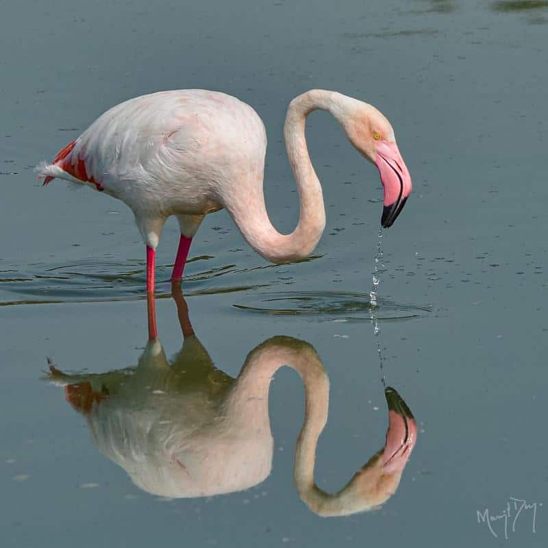 Flamingo Long Beak
