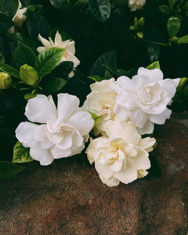 Gardenia Flowers That Symbolize Mother’s Day
