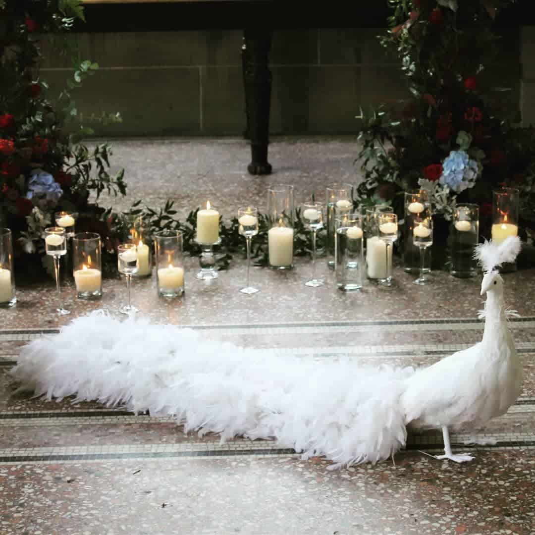 Is There a Symbolism to White Peacocks