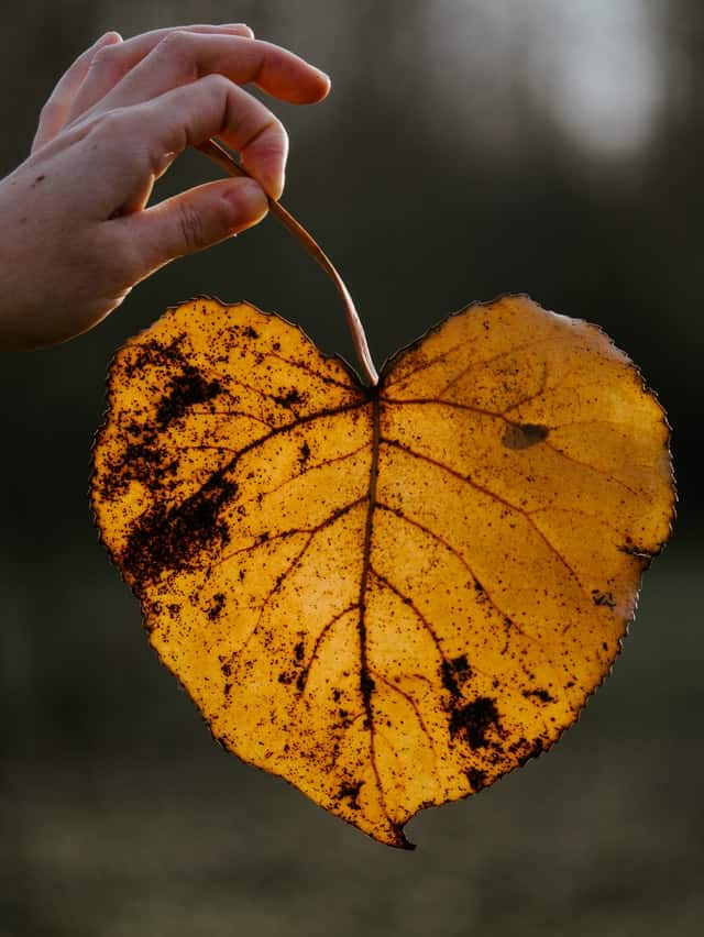 Leaves Look Like Hearts
