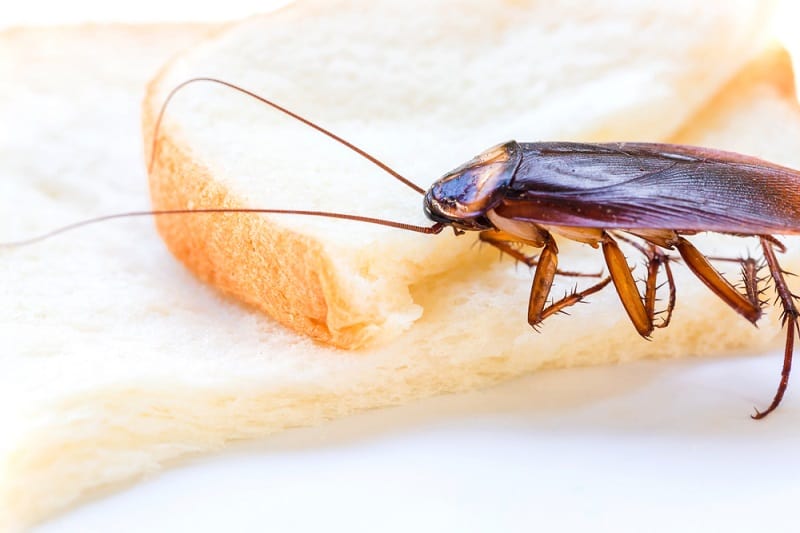 Nutrition of Cockroaches