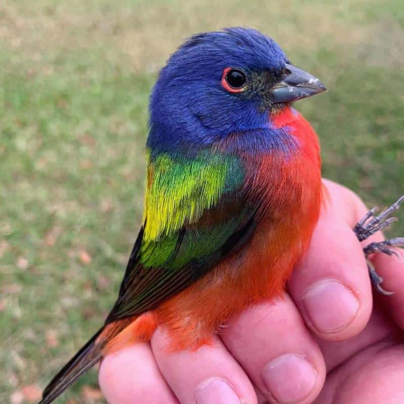 Painted Bunting Red Chests