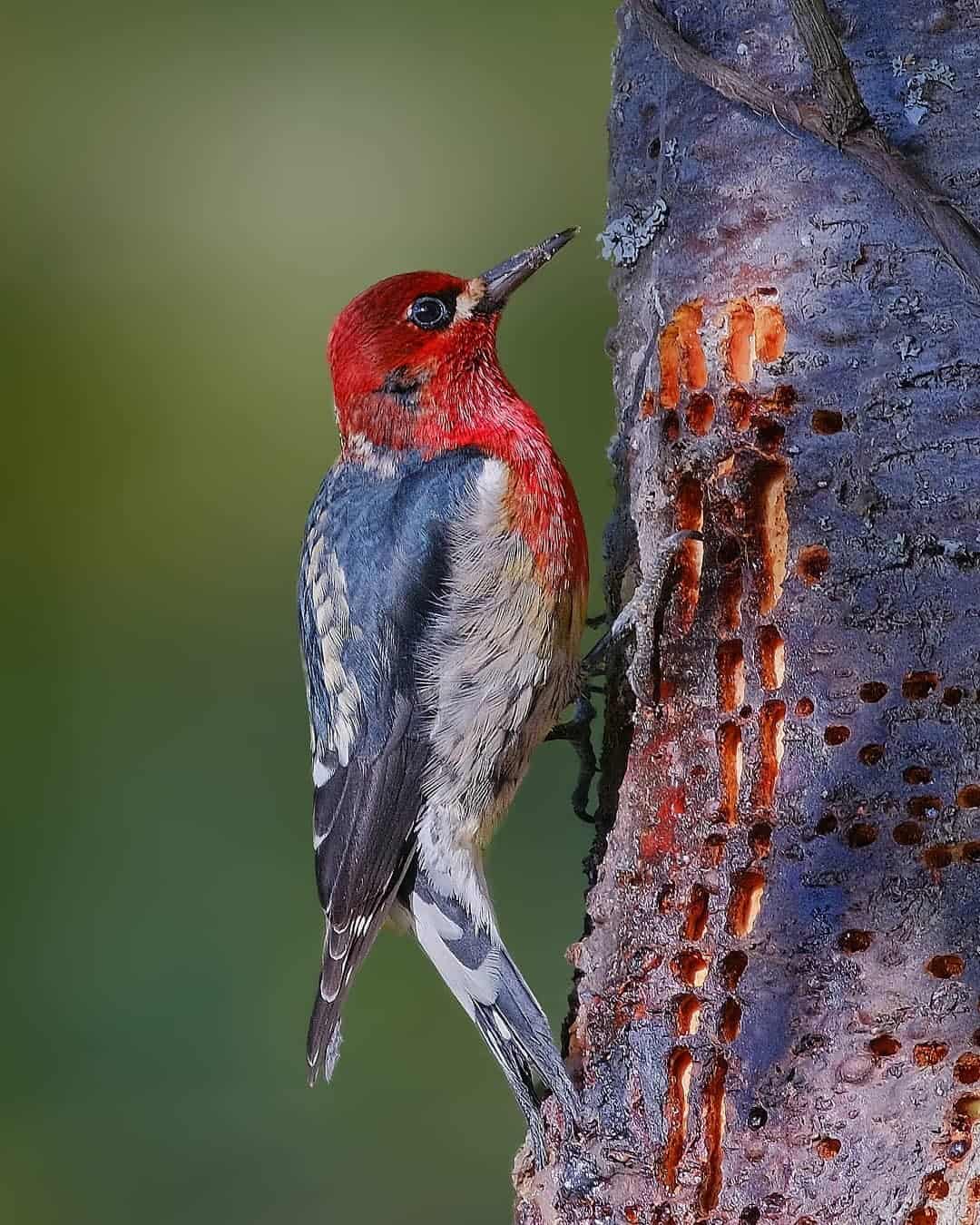Red-Breasted Sapsucker