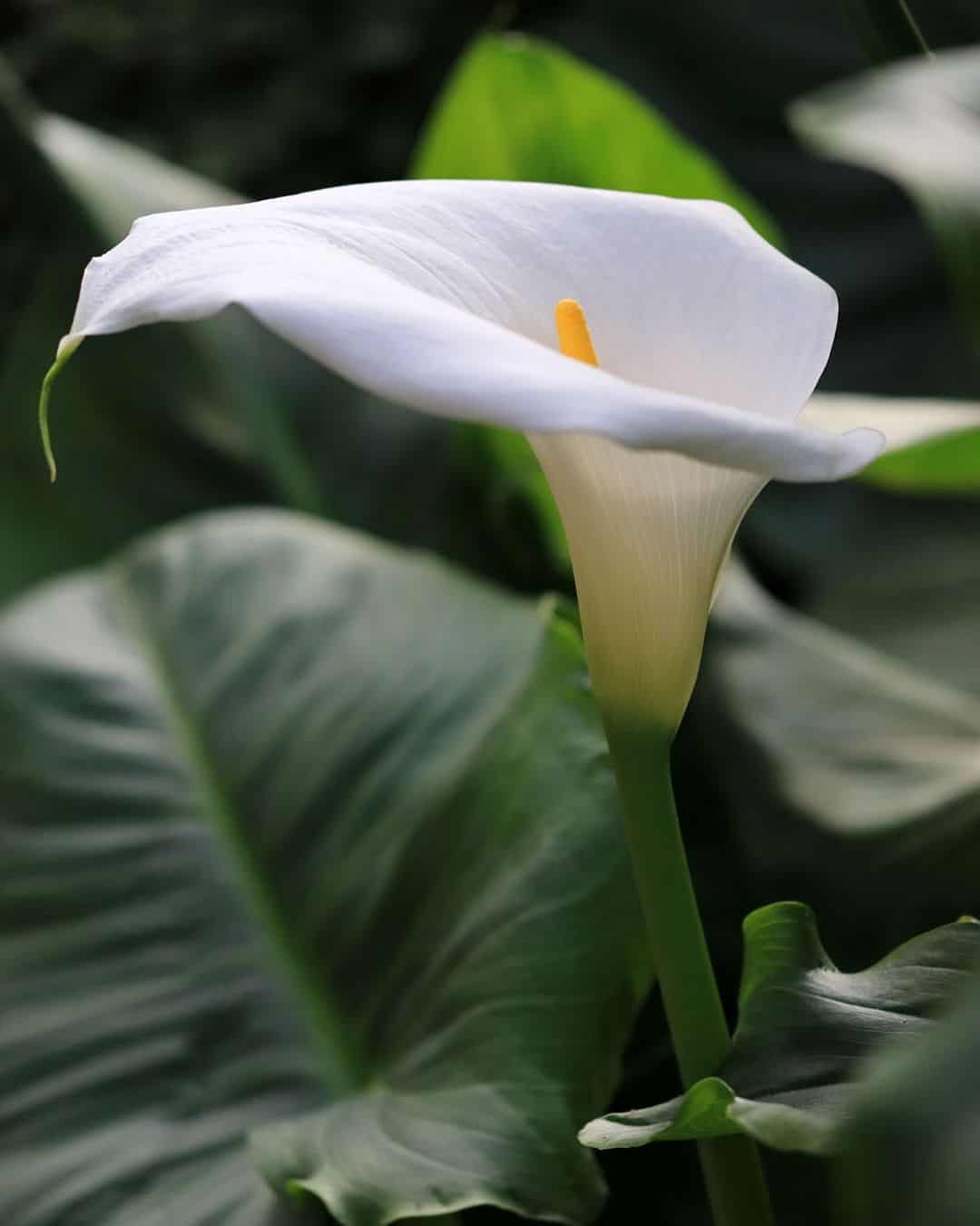The Calla Lily Flowers