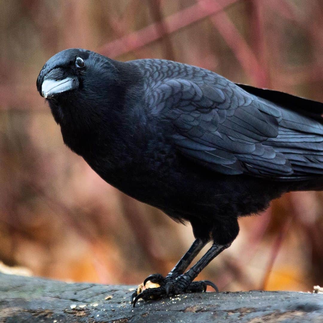 The Crow’s Digestive System