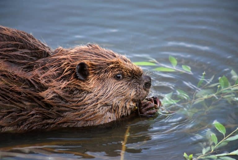 What Do Beavers Eat? How Can Humans Feed Them?