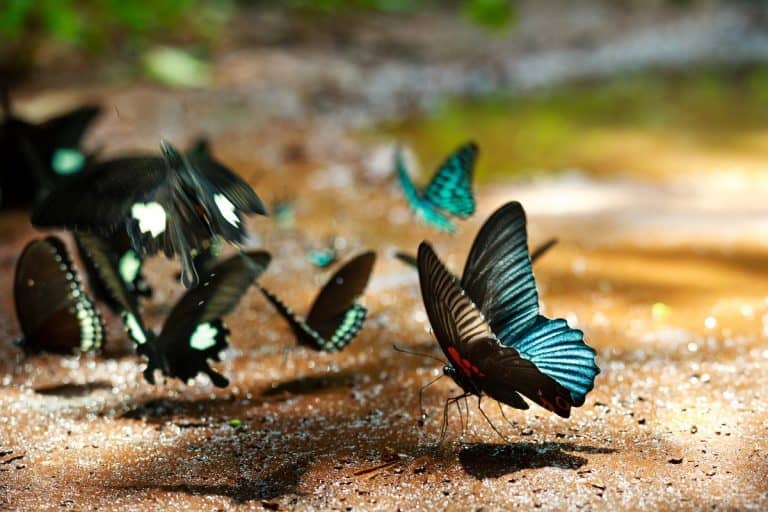 What Do Butterflies Eat: An Insight Into The Interesting Life Of Butterflies