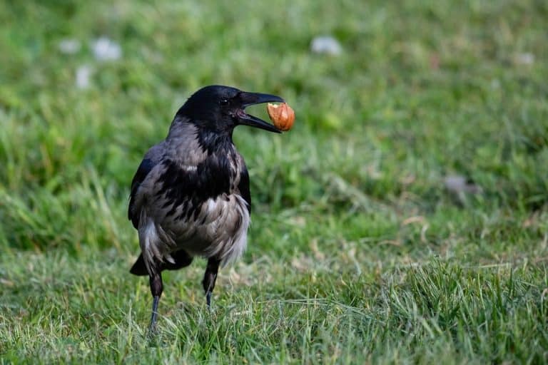 What Do Crows Eat: The Feeding Regimen of Crows