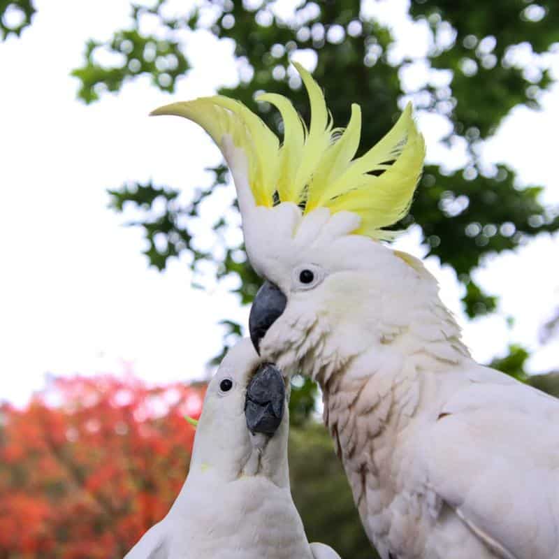 YELLOW: Sulphur-crested Cockatoo