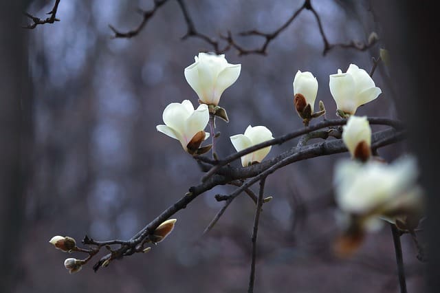 nature tree flower season magnolia