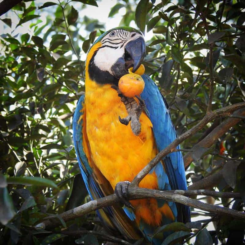 ‘True’ Parrots: Blue-And-Yellow Macaw (Ara ararauna)