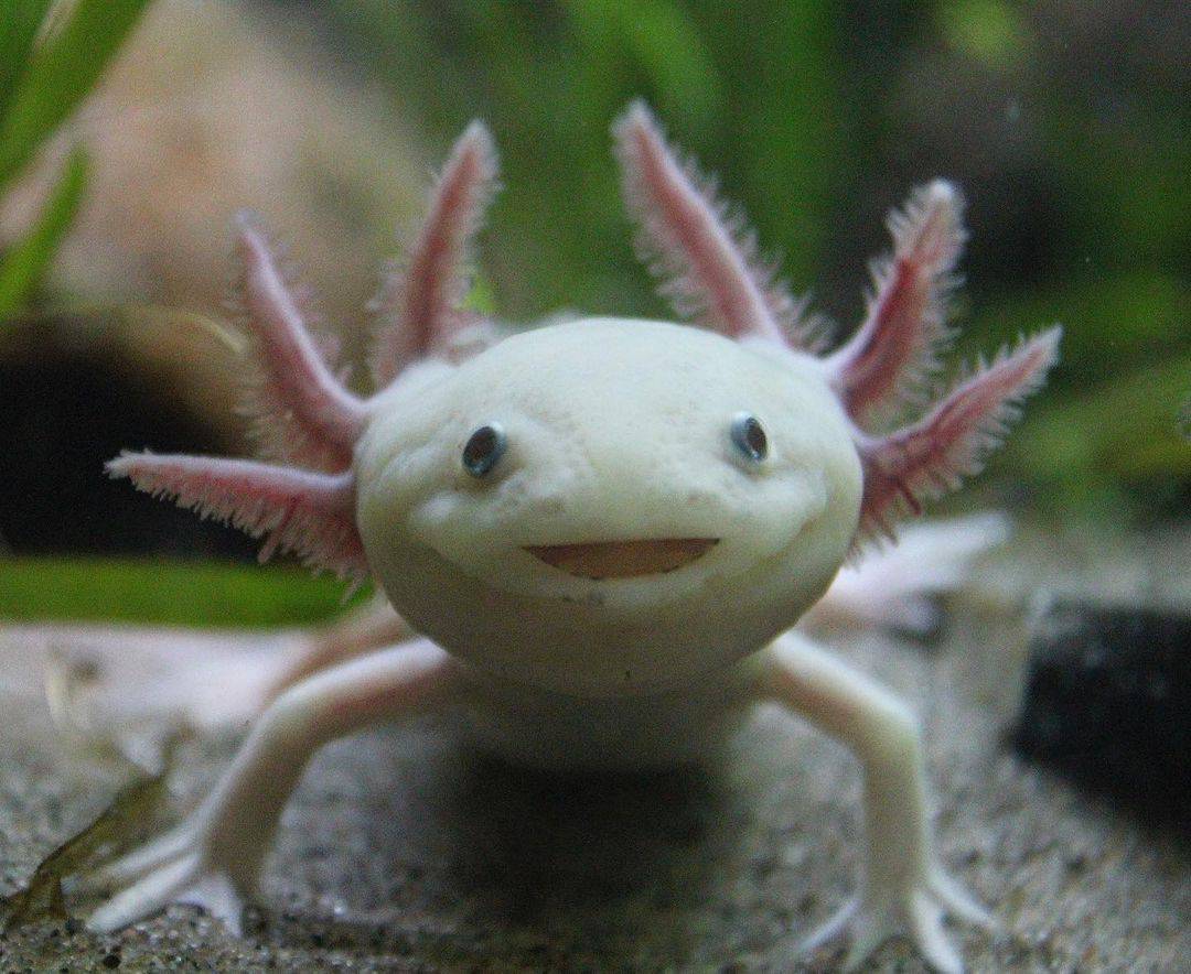 Axolotl Diet In The Captivity