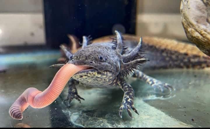 Axolotl eat earthworms