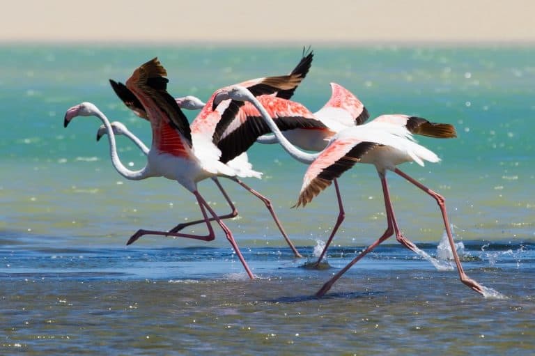 Can Flamingos Fly: How Far And How High?