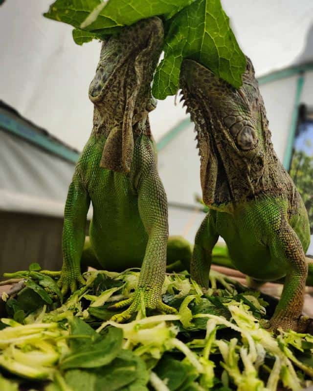 Diet Of Iguanas - Greenery