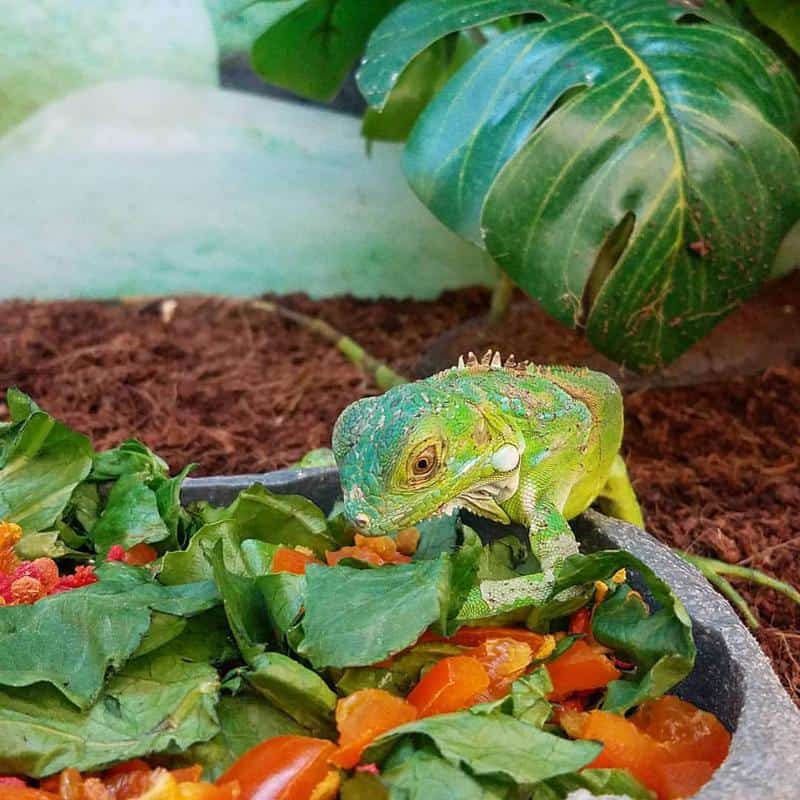 Diet Of Iguanas - Veggies