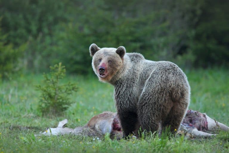 Do Bears Eat Deer: Only Over the Deer’s Dead Body