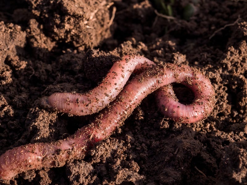 Earthworms,In,Black,Soil,Of,Greenhouse.,Macro,Brandling,,Panfish,,Trout,