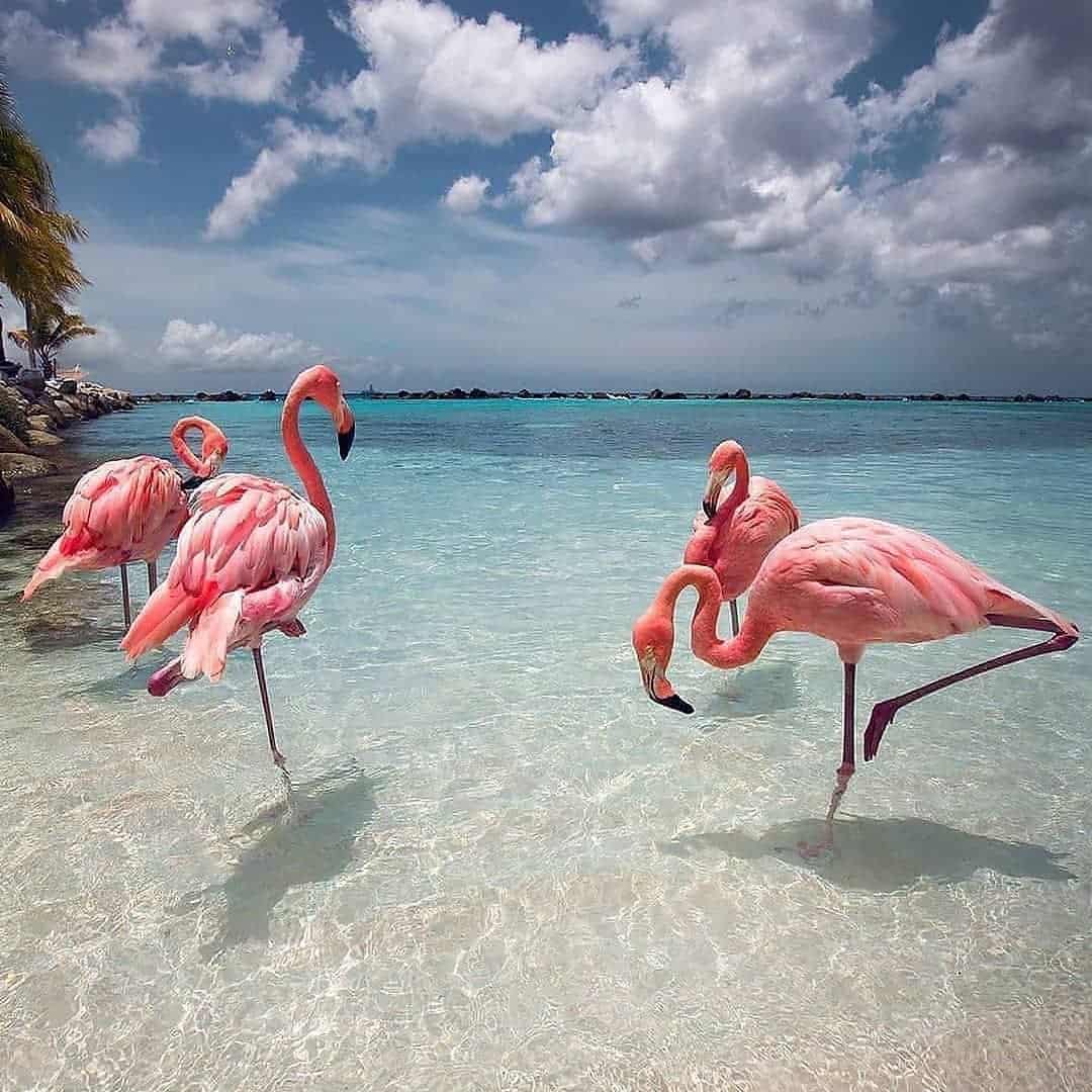 Flamingo flying high and low