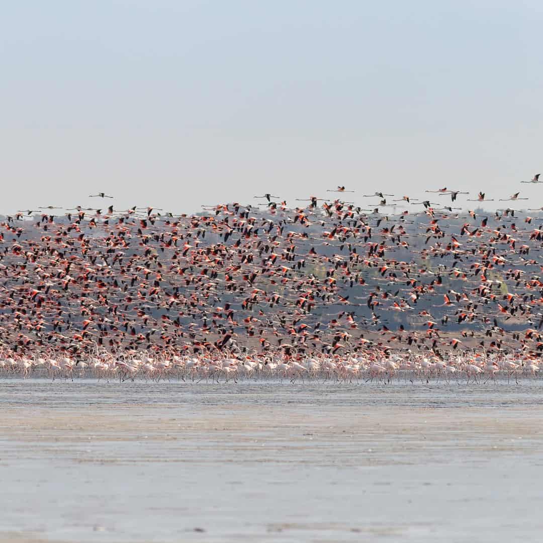 Flamingo group flying